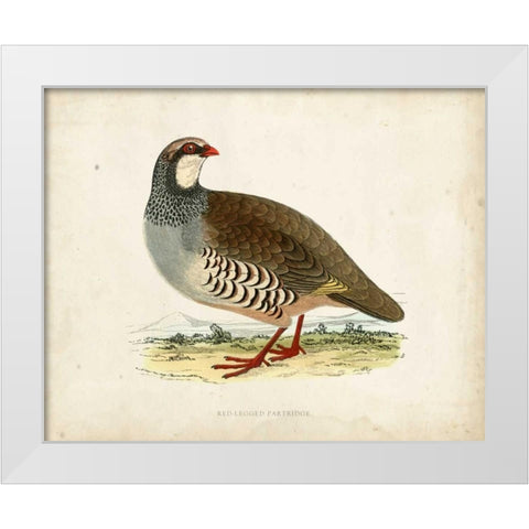 Morris Pheasants II White Modern Wood Framed Art Print by Morris