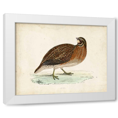 Morris Pheasants IV White Modern Wood Framed Art Print by Morris