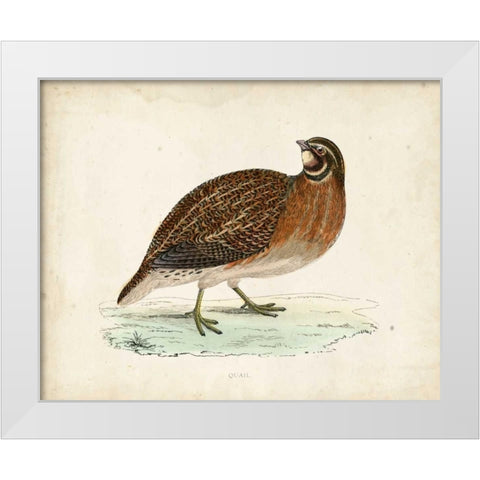 Morris Pheasants IV White Modern Wood Framed Art Print by Morris