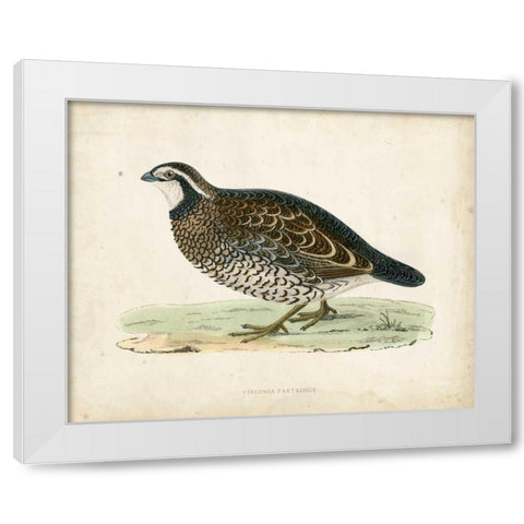 Morris Pheasants VI White Modern Wood Framed Art Print by Morris