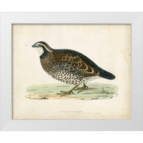 Morris Pheasants VI White Modern Wood Framed Art Print by Morris