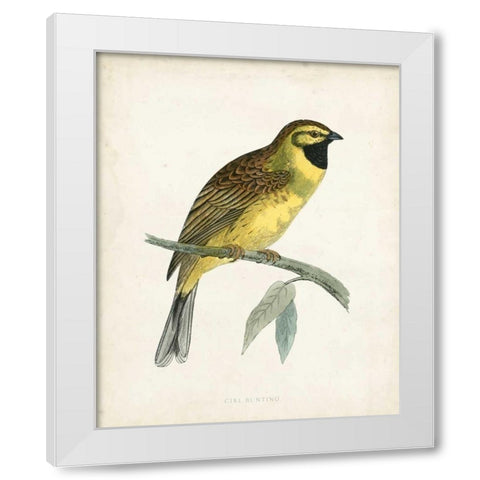 Morris Cirl Bunting White Modern Wood Framed Art Print by Morris