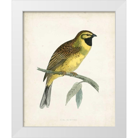 Morris Cirl Bunting White Modern Wood Framed Art Print by Morris