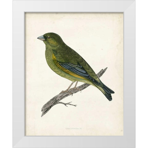Morris Greenfinch White Modern Wood Framed Art Print by Morris