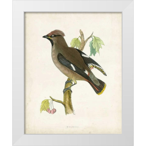 Morris Waxwing White Modern Wood Framed Art Print by Morris