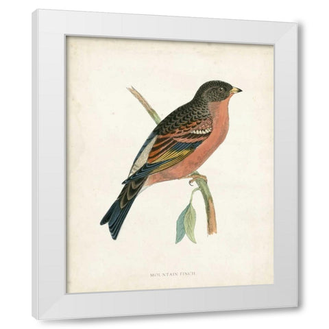 Morris Mountain Finch White Modern Wood Framed Art Print by Morris