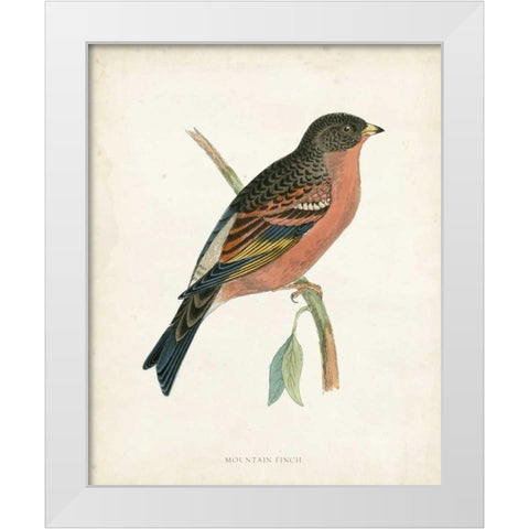 Morris Mountain Finch White Modern Wood Framed Art Print by Morris