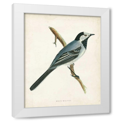 Morris White Wagtail White Modern Wood Framed Art Print by Morris
