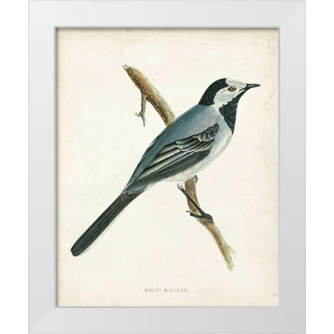 Morris White Wagtail White Modern Wood Framed Art Print by Morris