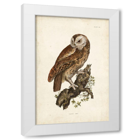 Tawny Owl White Modern Wood Framed Art Print by Selby, John