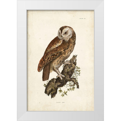 Tawny Owl White Modern Wood Framed Art Print by Selby, John