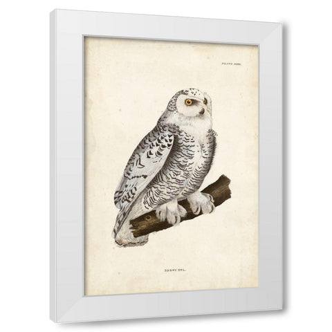Snowy Owl White Modern Wood Framed Art Print by Selby, John