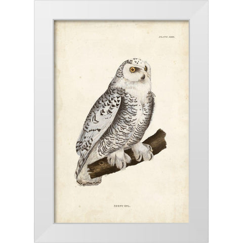 Snowy Owl White Modern Wood Framed Art Print by Selby, John
