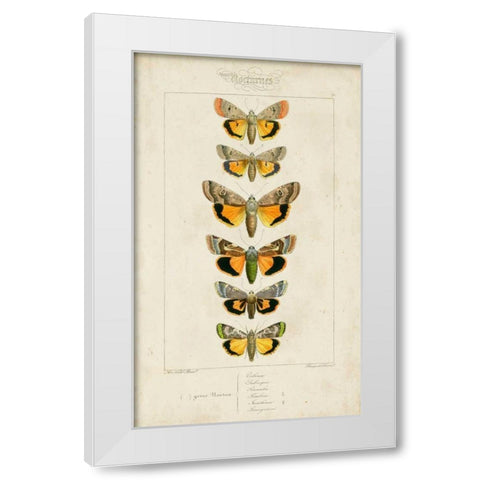 Pauquet Butterflies I White Modern Wood Framed Art Print by Pauquet