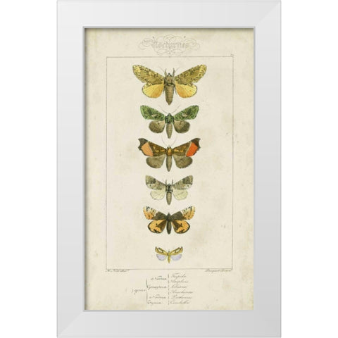 Pauquet Butterflies II White Modern Wood Framed Art Print by Pauquet