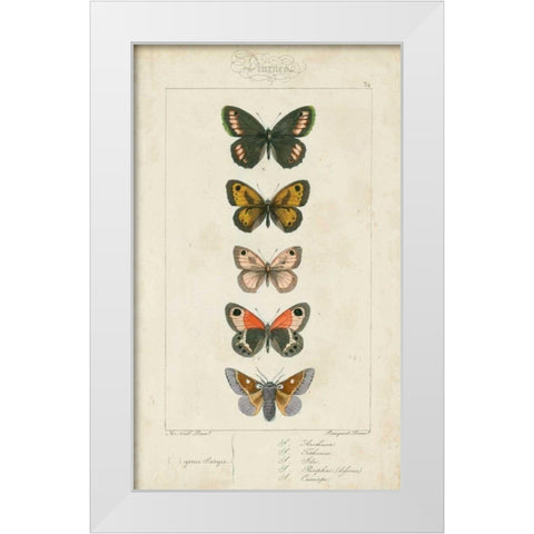 Pauquet Butterflies VI White Modern Wood Framed Art Print by Pauquet
