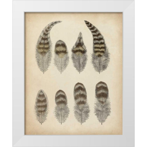 Vintage Feathers I White Modern Wood Framed Art Print by Unknown