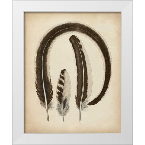 Vintage Feathers III White Modern Wood Framed Art Print by Unknown