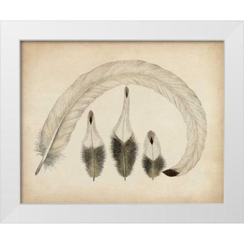 Vintage Feathers IV White Modern Wood Framed Art Print by Unknown