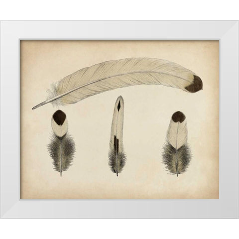 Vintage Feathers V White Modern Wood Framed Art Print by Unknown