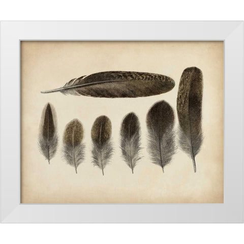 Vintage Feathers VI White Modern Wood Framed Art Print by Unknown