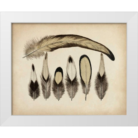 Vintage Feathers VII White Modern Wood Framed Art Print by Unknown