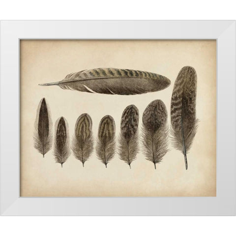 Vintage Feathers VIII White Modern Wood Framed Art Print by Unknown