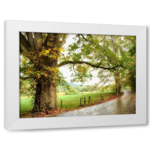 Wet Path White Modern Wood Framed Art Print by Head, Danny