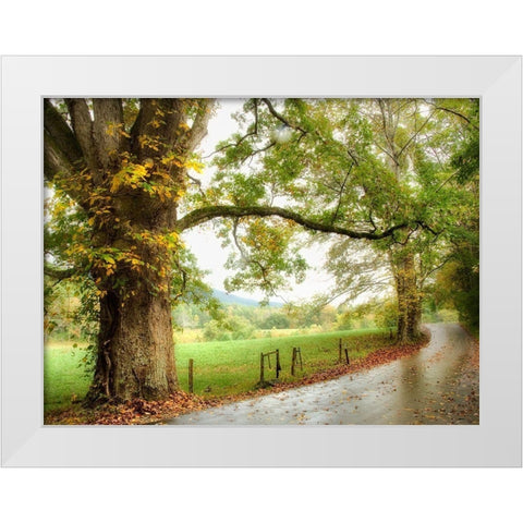 Wet Path White Modern Wood Framed Art Print by Head, Danny