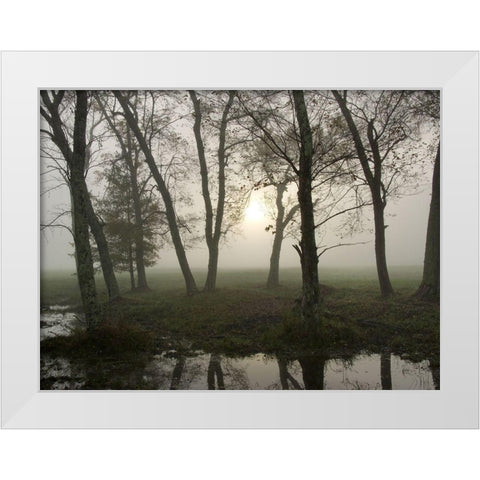 Reflections of Nature White Modern Wood Framed Art Print by Head, Danny