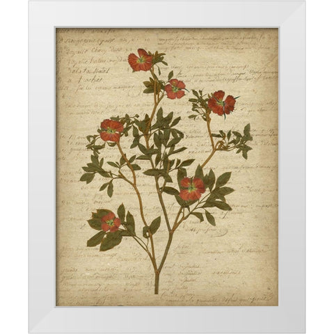 Romantic Pressed Flowers I White Modern Wood Framed Art Print by Goldberger, Jennifer