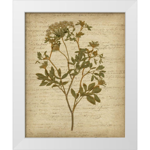 Romantic Pressed Flowers IV White Modern Wood Framed Art Print by Goldberger, Jennifer