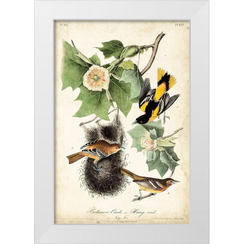 UA CH Baltimore Oriole White Modern Wood Framed Art Print by Audubon, John James