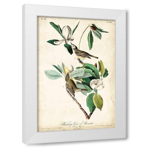 UA CH Warbling Vireo White Modern Wood Framed Art Print by Audubon, John James