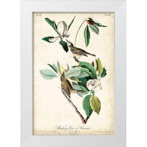 UA CH Warbling Vireo White Modern Wood Framed Art Print by Audubon, John James