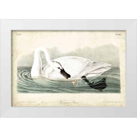 Trumpeter Swan I White Modern Wood Framed Art Print by Audubon, John James