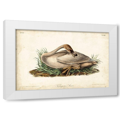 Trumpeter Swan II White Modern Wood Framed Art Print by Audubon, John James