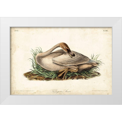 Trumpeter Swan II White Modern Wood Framed Art Print by Audubon, John James