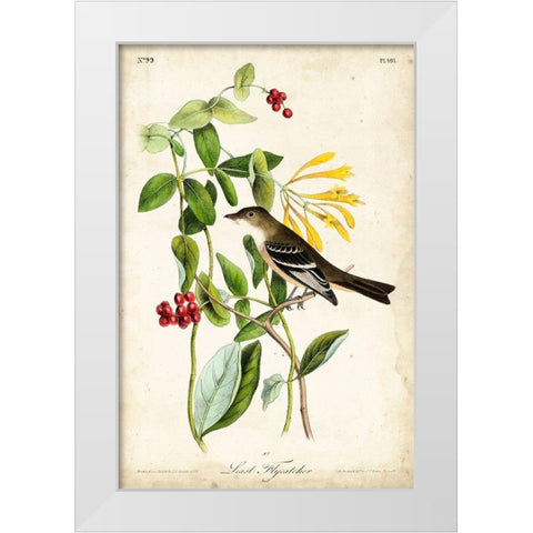 Audubon Bird and Botanical II White Modern Wood Framed Art Print by Audubon, John James