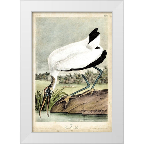 Coral Beauties IV White Modern Wood Framed Art Print by Van Houtteano, Horto