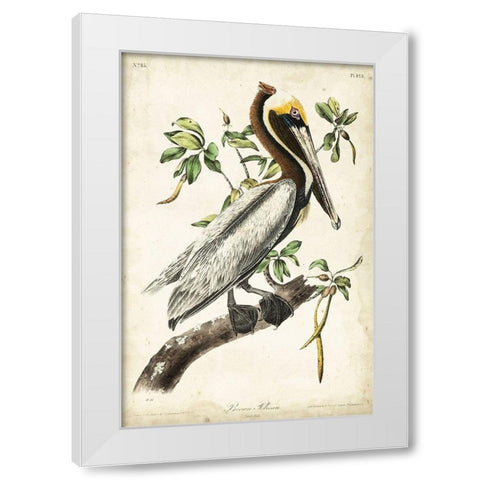Brown Pelican White Modern Wood Framed Art Print by Audubon, John James