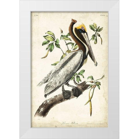 Brown Pelican White Modern Wood Framed Art Print by Audubon, John James