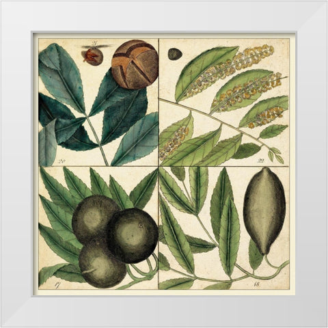 Catesby Leaf Quadrant IV White Modern Wood Framed Art Print by Catesby, Mark