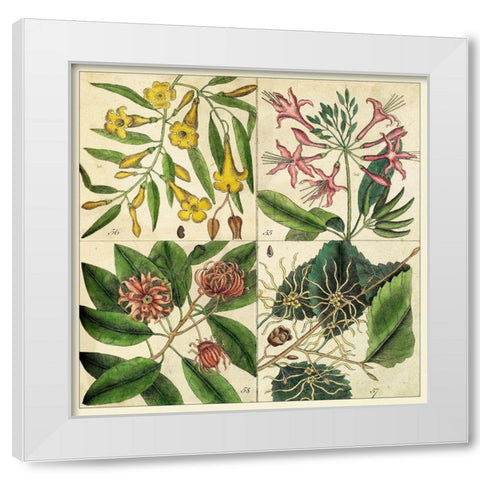 Catesby Botanical Quadrant I White Modern Wood Framed Art Print by Catesby, Mark