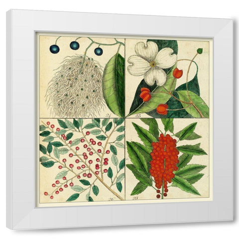 Catesby Botanical Quadrant II White Modern Wood Framed Art Print by Catesby, Mark