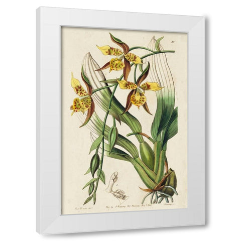 Spring Orchid I White Modern Wood Framed Art Print by Ridgeway