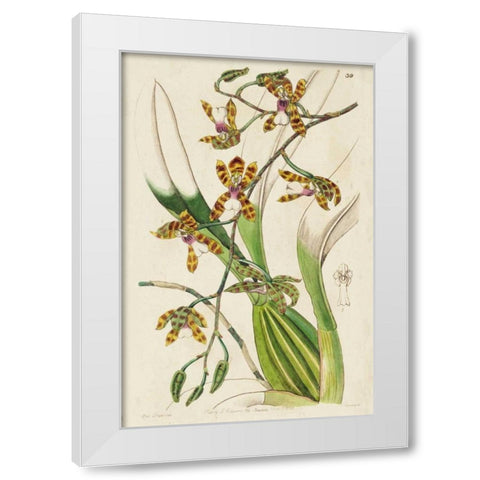 Spring Orchid II White Modern Wood Framed Art Print by Ridgeway