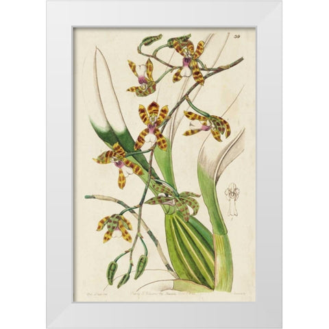 Spring Orchid II White Modern Wood Framed Art Print by Ridgeway