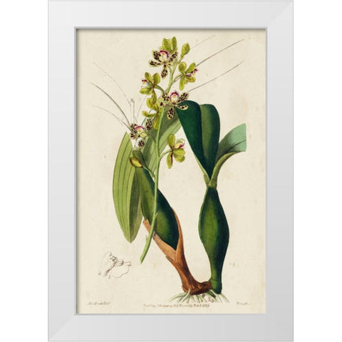 Spring Orchid III White Modern Wood Framed Art Print by Ridgeway