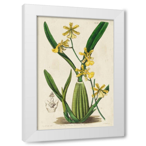 Spring Orchid IV White Modern Wood Framed Art Print by Ridgeway